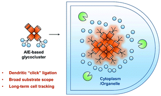 Graphical abstract: A general strategy to the intracellular sensing of glycosidases using AIE-based glycoclusters