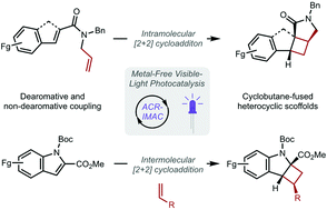 Graphical abstract: An imidazoacridine-based TADF material as an effective organic photosensitizer for visible-light-promoted [2 + 2] cycloaddition