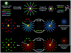 Graphical abstract: Integration of exonuclease III-powered three-dimensional DNA walker with single-molecule detection for multiple initiator caspases assay