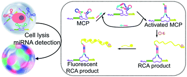 Graphical abstract: Single cell multi-miRNAs quantification with hydrogel microbeads for liver cancer cell subtypes discrimination