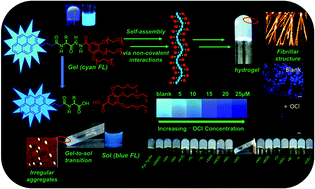 Graphical abstract: A biocompatible hydrogel as a template for oxidative decomposition reactions: a chemodosimetric analysis and in vitro imaging of hypochlorite