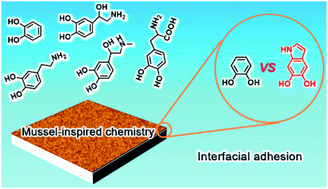 Graphical abstract: Revisiting the adhesion mechanism of mussel-inspired chemistry