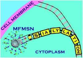 Graphical abstract: Tumor suppression via diverting intracellular sialylation with multifunctional nanoparticles