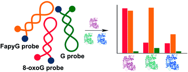 Graphical abstract: Molecular beacons with oxidized bases report on substrate specificity of DNA oxoguanine glycosylases