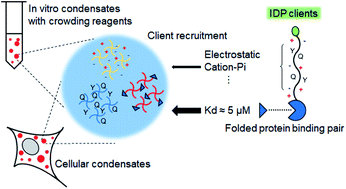 Graphical abstract: Determinants for intrinsically disordered protein recruitment into phase-separated protein condensates
