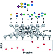 Graphical abstract: GlyNet: a multi-task neural network for predicting protein–glycan interactions