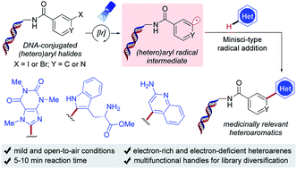 Graphical abstract: Photochemical C–H arylation of heteroarenes for DNA-encoded library synthesis