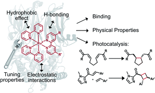 Graphical abstract: Controlling the optical and catalytic properties of artificial metalloenzyme photocatalysts using chemogenetic engineering