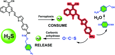 Graphical abstract: Near-infrared fluorescent probe for hydrogen sulfide: high-fidelity ferroptosis evaluation in vivo during stroke