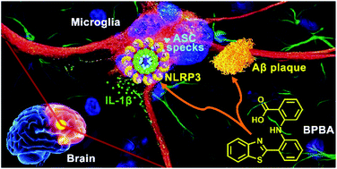 Graphical abstract: Concurrent suppression of Aβ aggregation and NLRP3 inflammasome activation for treating Alzheimer's disease