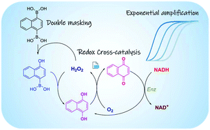 Graphical abstract: Exponential amplification by redox cross-catalysis and unmasking of doubly protected molecular probes