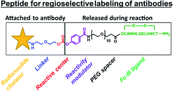 Graphical abstract: Template directed synthesis of antibody Fc conjugates with concomitant ligand release