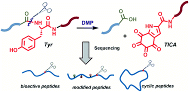 Graphical abstract: A novel tyrosine hyperoxidation enables selective peptide cleavage