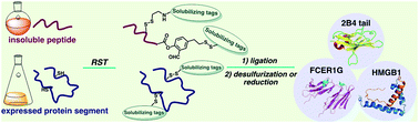Graphical abstract: Enabling chemical protein (semi)synthesis via reducible solubilizing tags (RSTs)