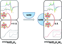 Graphical abstract: A conformational role for NifW in the maturation of molybdenum nitrogenase P-cluster