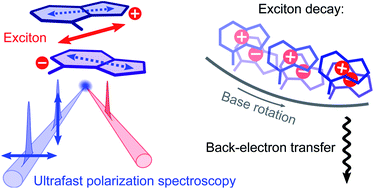 Graphical abstract: Exciton decay mechanism in DNA single strands: back-electron transfer and ultrafast base motions