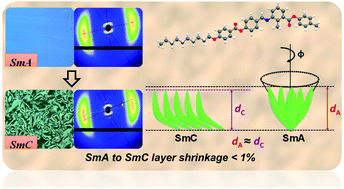 Graphical abstract: Observation of “de Vries-like” properties in bent-core molecules