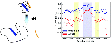 Graphical abstract: The importance of the compact disordered state in the fuzzy interactions between intrinsically disordered proteins