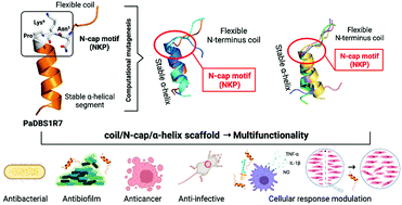 Graphical abstract: An N-capping asparagine–lysine–proline (NKP) motif contributes to a hybrid flexible/stable multifunctional peptide scaffold