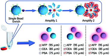 Graphical abstract: All on size-coded single bead set: a modular enrich-amplify-amplify strategy for attomolar level multi-immunoassay