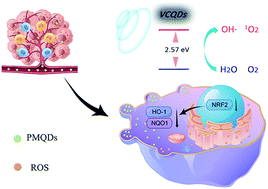 Graphical abstract: A MXene-derived redox homeostasis regulator perturbs the Nrf2 antioxidant program for reinforced sonodynamic therapy