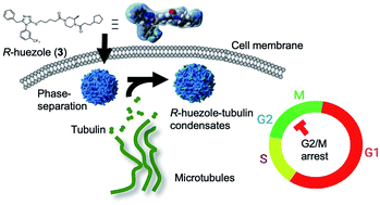 Graphical abstract: Discovery of a phase-separating small molecule that selectively sequesters tubulin in cells