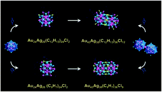 Graphical abstract: Evolution from superatomic Au24Ag20 monomers into molecular-like Au43Ag38 dimeric nanoclusters