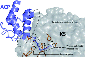 Graphical abstract: Enzymology of standalone elongating ketosynthases