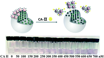 Graphical abstract: Colorimetric assay based on iron(iii) ions triggering the aggregation of a poly(tannic acid) coated Au nanocomposite for carbonic anhydrase II detection