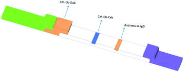 Graphical abstract: A novel time-resolved fluorescent lateral flow immunoassay for quantitative detection of the trauma brain injury biomarker-glial fibrillary acidic protein