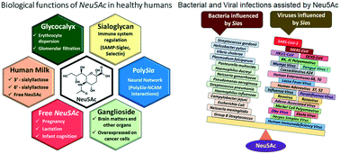 Graphical abstract: Explorations in a galaxy of sialic acids: a review of sensing horizons, motivated by emerging biomedical and nutritional relevance