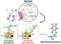 Graphical abstract: Rapid diagnosis of egg allergy by targeting ovalbumin specific IgE and IgG4 in serum on a disposable electrochemical immunoplatform