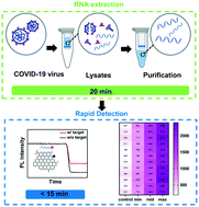 Graphical abstract: Rapid, amplification-free and high-throughput SARS-CoV-2 RNA detection via a reduced-graphene-oxide based fluorescence assay