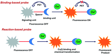 Graphical abstract: Recent progress on synthetic and protein-based genetically encoded sensors for fluorimetric Cu(i) recognition: binding and reaction-based approaches