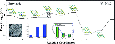 Graphical abstract: A defective MoS2 monolayer as an efficient electrocatalyst for the nitrogen reduction reaction: a combined theoretical and experimental study