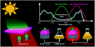 Graphical abstract: Highly efficient light-converting films based on diketopyrrolopyrrole with deep-red aggregation-induced emission for enhancing the lipid productivity of Chlorella sp.