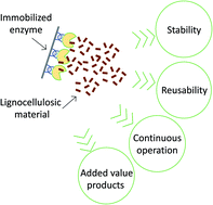 Graphical abstract: Enzyme immobilization as a strategy towards efficient and sustainable lignocellulosic biomass conversion into chemicals and biofuels: current status and perspectives