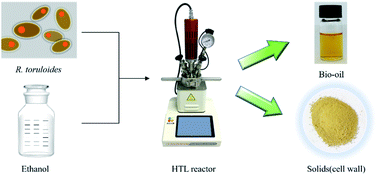 Graphical abstract: Study on hydrothermal liquefaction for cell disruption and lipid extraction from Rhodosporidium toruloides