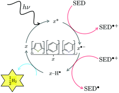 Graphical abstract: Exploration of the photocatalytic cycle for sacrificial hydrogen evolution by conjugated polymers containing heteroatoms