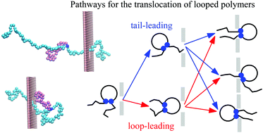 Graphical abstract: Translocation of a looped polymer threading through a nanopore