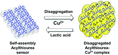Graphical abstract: Sequential and cellular detection of copper and lactic acid by disaggregation and reaggregation of the fluorescent panchromatic fibres of an acylthiourea based sensor