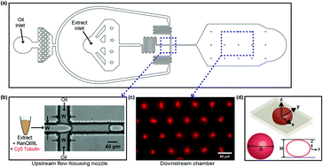 Graphical abstract: Confinement size determines the architecture of Ran-induced microtubule networks