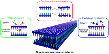 Graphical abstract: Dynamics in supramolecular nanomaterials