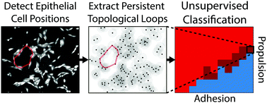 Graphical abstract: Topological data analysis of collective and individual epithelial cells using persistent homology of loops