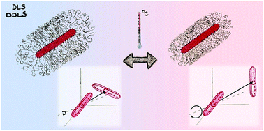 Graphical abstract: Translational and rotational diffusion coefficients of gold nanorods functionalized with a high molecular weight, thermoresponsive ligand: a depolarized dynamic light scattering study