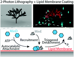 Graphical abstract: Membrane-coated 3D architectures for bottom-up synthetic biology