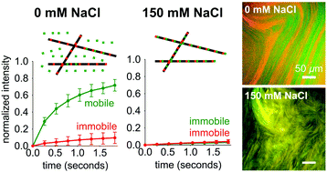 Graphical abstract: Self-sorting in supramolecular assemblies