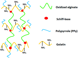 Graphical abstract: Synthesis and characterization of electroconductive hydrogels based on oxidized alginate and polypyrrole-grafted gelatin as tissue scaffolds