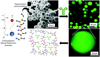 Graphical abstract: Biodegradable zwitterionic poly(carboxybetaine) microgel for sustained delivery of antibodies with extended stability and preserved function