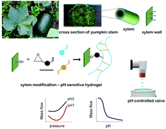 Graphical abstract: A microfluidic actuator based on a stimuli-responsive hydrogel grafted into Cucurbita moschata xylems